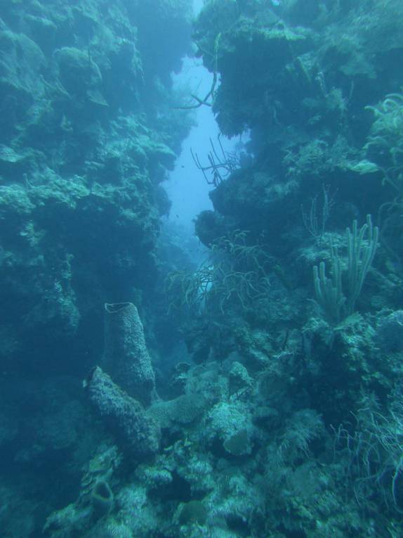 Mergulhando nas paredes de corais de Half Moon Wall, perto do Blue Hole, na grande barreira de corais de Belize